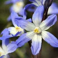 Thumbnail for Glory of the Snow - Chionodoxa 'Blue Giant' 1800's Heirloom Bulbs