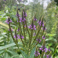 Thumbnail for Blue Vervain Seeds