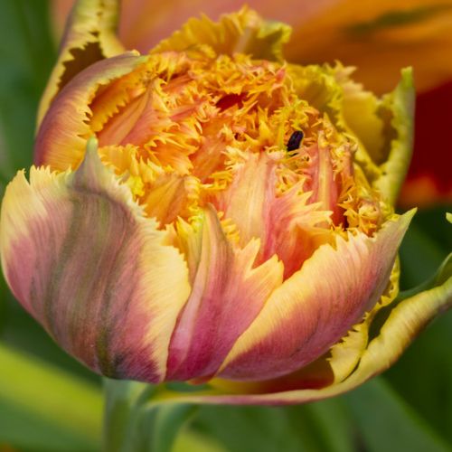 Fringed Double Tulip 'Brisbane' Tulip Bulbs (Fringe Tulips)