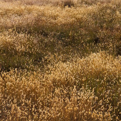 Buffalo Grass Seeds- Prairie Native