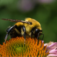 Thumbnail for Bumblee Buffet Seed Mixture
