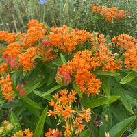 Thumbnail for Butterflyweed Flower Butterfly Milkweed, Native Milkweed to much of the U.S.