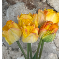 Thumbnail for Tulips - Pre-Chilled and ready to plant!