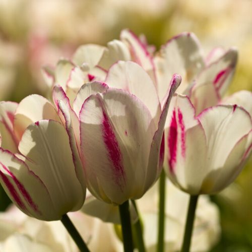 Candy Club Tulip Bulbs (Bunch Flowering Tulips), White and Pink Tulips