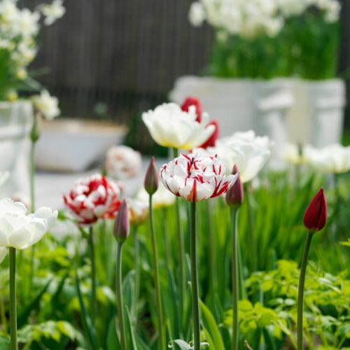 Carnaval de Nice Tulip (Double Late Tulip)