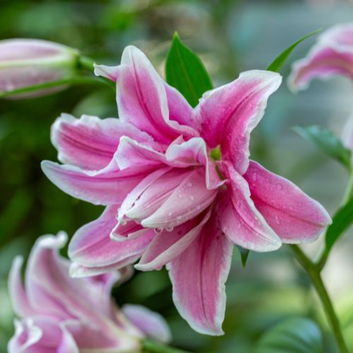 Roselily 'Ciara' (Double Oriental Lily, Lilium)