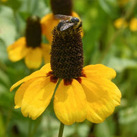 Thumbnail for Clasping Coneflower - Prairie Native