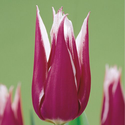 Lily Tulips 'Claudia' Tulip Bulbs (Lily Tulips), Orange Tulips