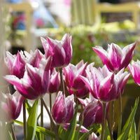 Thumbnail for Lily Tulips 'Claudia' Tulip Bulbs (Lily Tulips), Orange Tulips