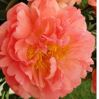 Thumbnail for Coral Sunset - Peony, 1965 introduction, Illinois, lactiflora