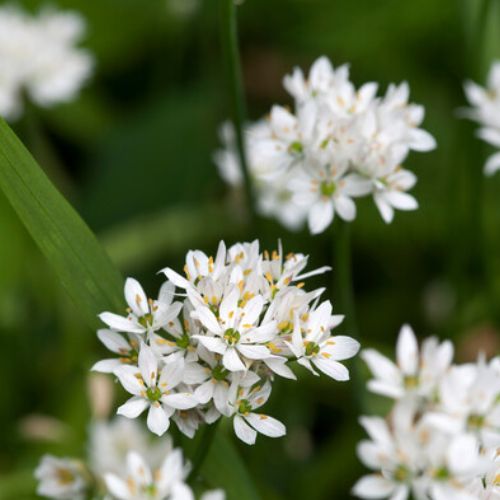 Cowanii Allium Blooms