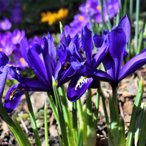 Dark Blue Dwarf Iris