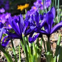 Thumbnail for Dark Blue Dwarf Iris