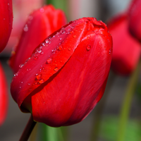 Thumbnail for Tulips - Pre-Chilled and ready to plant!