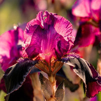 Thumbnail for Bearded Iris ’Devil’s Punchbowl’