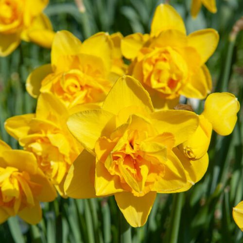 Double Daffodil 'Dick Wilden' Daffodil (Early to Mid)