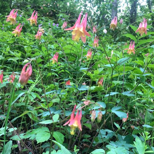 Eastern Red Columbine, Native Flower