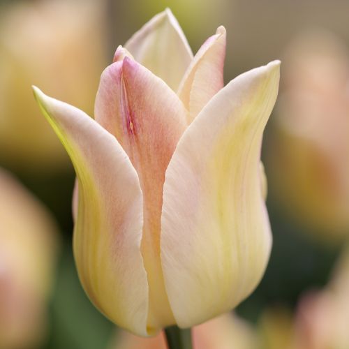 Lily Tulips 'Elegant Lady' Tulip Bulbs (Lily Tulips)