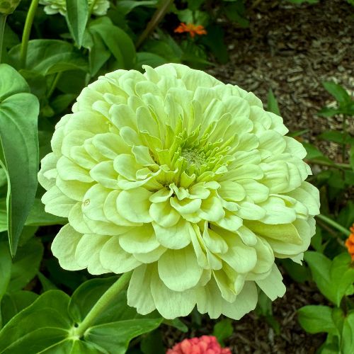Envy Zinnia Flower -1960's Heirloom