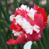 Thumbnail for Tulips - Pre-Chilled and ready to plant!