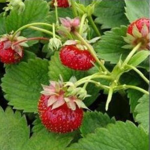 Strawberries - Our Most Popular Varieties, Crowns Ships in Spring