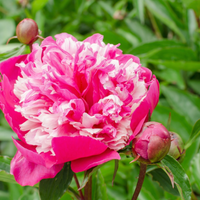 Thumbnail for Celebrity- Peony, 1985 origin, lactiflora