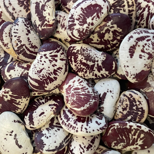 Christmas Pole Lima Bean, 1840 Heirloom