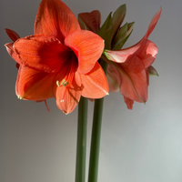 Thumbnail for 'Rilona' Hippeastrum, Amaryllis - pre-1870 Heirloom