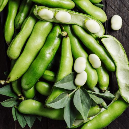 Broad Windsor Fava Bean Seeds, 1863 Heirloom, Both Organic & Conventional Available