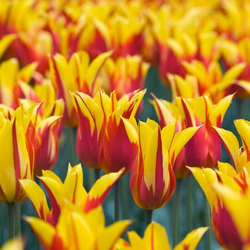 Lily Tulips 'Fire Wings' Tulip Bulbs (Lily Tulips), Red and Yellow Tulips
