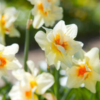 Thumbnail for Double Daffodil 'Flower Drift' Daffodil (Early to Mid), 1966 Origin