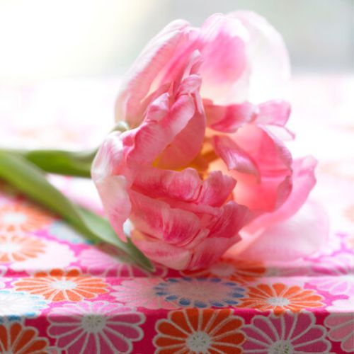 Foxtrot Tulip Flower, Tulip Bulb