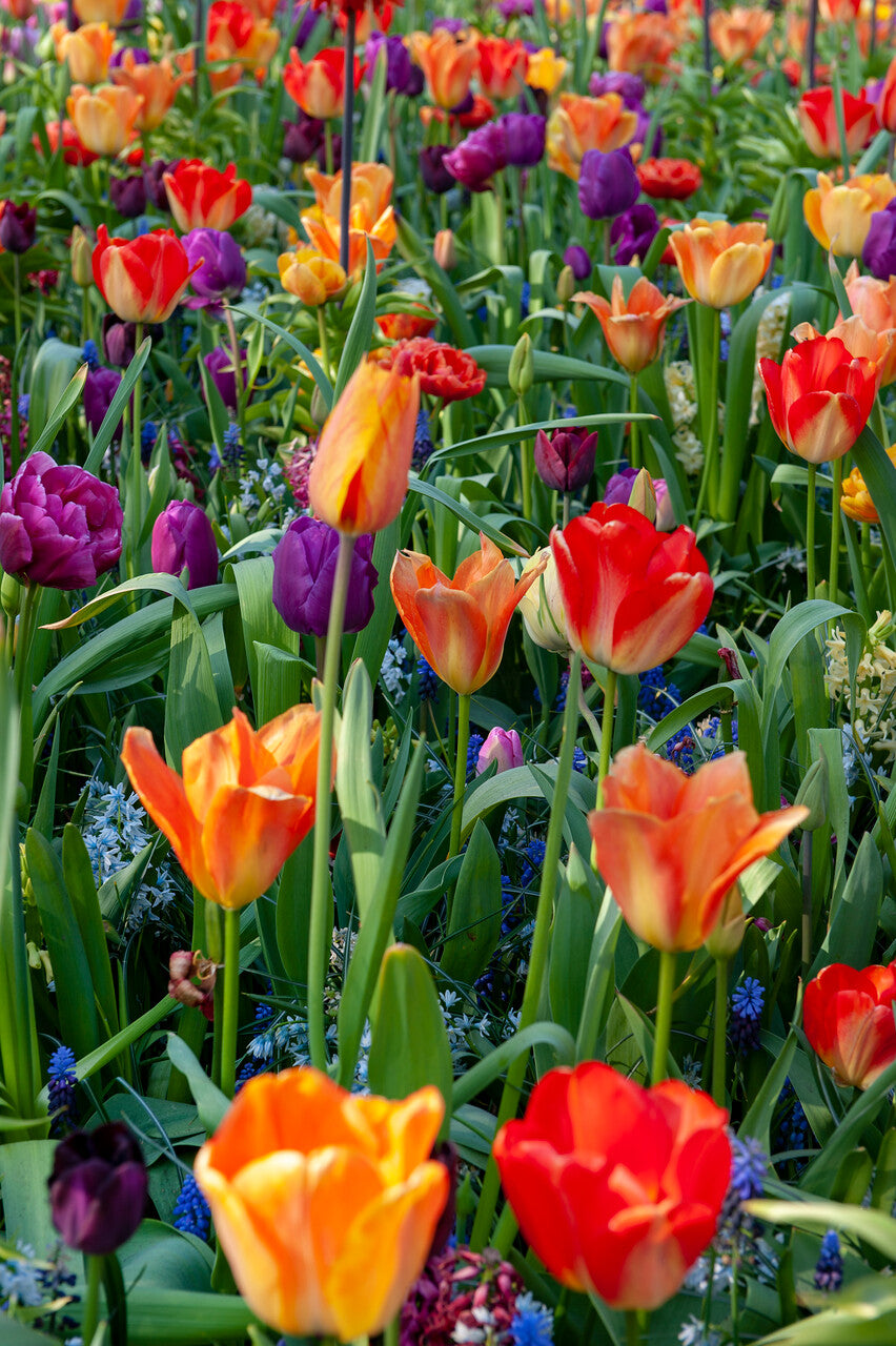 Tulips - Pre-Chilled and ready to plant!