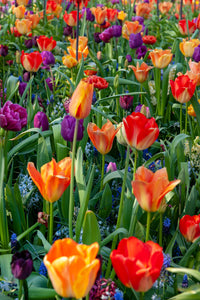 Thumbnail for Tulips - Pre-Chilled and ready to plant!