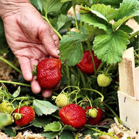 Thumbnail for Strawberries - Our Most Popular Varieties, Crowns Ships in Spring