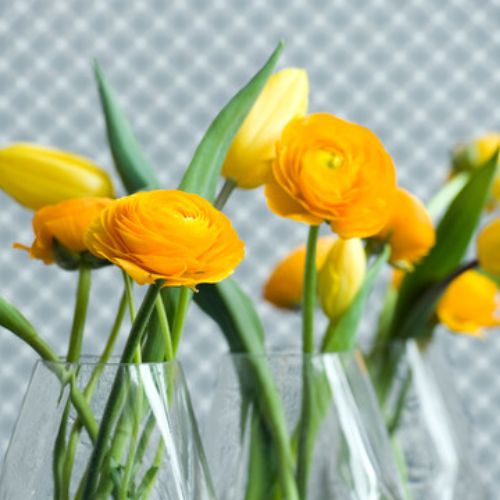 Ranunculus Gold Jumbo Size (Ranunculus Tecolote)