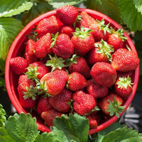 Thumbnail for Strawberries - Our Most Popular Varieties, Crowns Ships in Spring