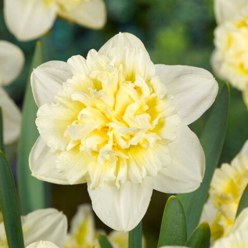 Double Daffodil 'Ice King' Daffodil (Early to Mid), 1984 Origin