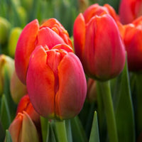 Thumbnail for Icoon Tulip (Double Late Tulip)