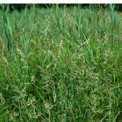 Idaho Fescue Seeds- Rocky Mountain and California Native