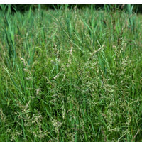 Thumbnail for Idaho Fescue Seeds- Rocky Mountain and California Native