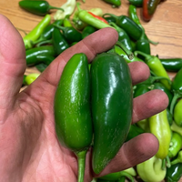 Thumbnail for Jalapeno Pepper, Heirloom, Organic and Conventional, Early 1800's Heirloom