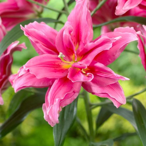 Roselily 'Julia' (Double Oriental Lily, Lilium, Lily Div 7)