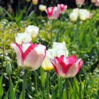 Thumbnail for Mata Hari Triumph Tulip (Mid to Late Triumph Tulip)