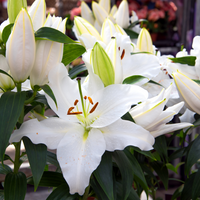 Thumbnail for Skymaster Oriental Lily (Oriental Lilium)