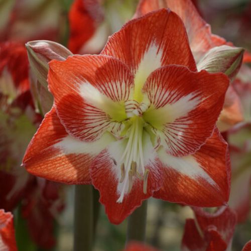 'Minerva' Amaryllis