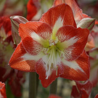 Thumbnail for 'Minerva' Amaryllis