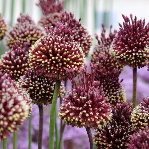 Allium Tall 'Mohican' Ornamental Onion