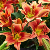 Thumbnail for Montego Bay Lily, (Orientpet or OT Hybrid Lily, DIV VIII Lily)