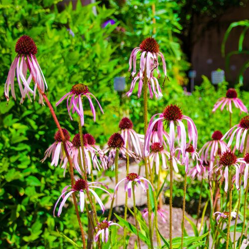 Narrowleaf Coneflower - Prairie Native, Echinacea angustifolia